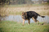 Fototapeta Psy - Młody owczarek niemiecki podczas zabawy nad brzegiem rzeki