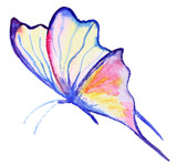 Fototapeta Motyle - Abstract Watercolor hand drawn butterfly
