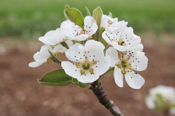 fiori di pero in primavera