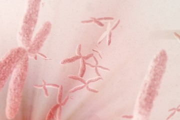 Poster - Composite image of view of chromosome