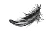 black swan feather