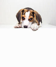 Poster With A Beagle Puppy