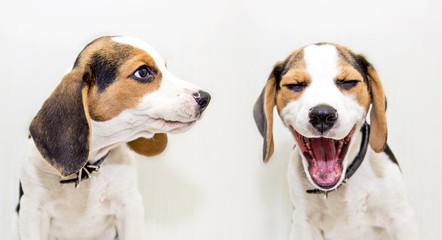 Two funny beagle puppies