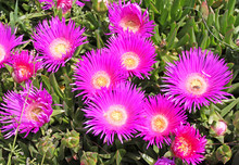 Pink Flowers Of Carpobrotus Modestus