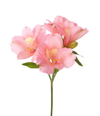 Wall Mural - Pink flowers (Alstroemeria) isolated on white.