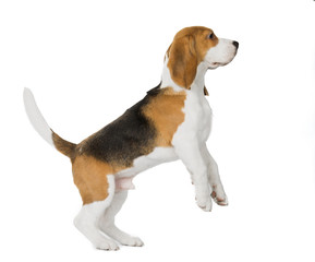 Wall Mural - puppy Beagle on white background