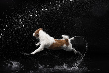 Jack Russell Terrier With Water On Black Background