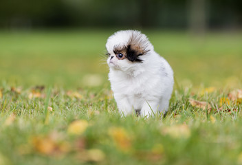 Wall Mural - puppy Japanese chin in a Park