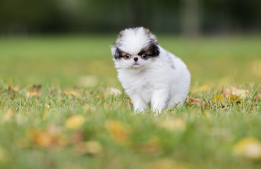 Wall Mural - puppy Japanese chin in a Park