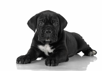 Wall Mural - puppy Cane Corso