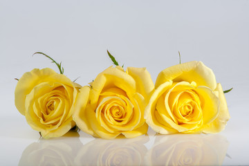 Yellow roses