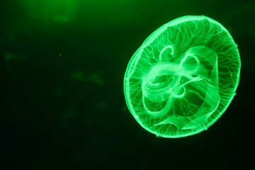 Moon jellyfish (Aurelia aurita) in aquarium.