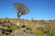 Drzewo kołczanowe (Aloe dichotoma, Kokerboom) na Pustyni w Republice Południowej Afryki