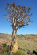 Drzewo kołczanowe (Aloe dichotoma, Kokerboom) na Pustyni w Republice Południowej Afryki