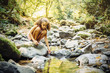© Inti St Clair/Blend Images - Mixed race girl exploring stream