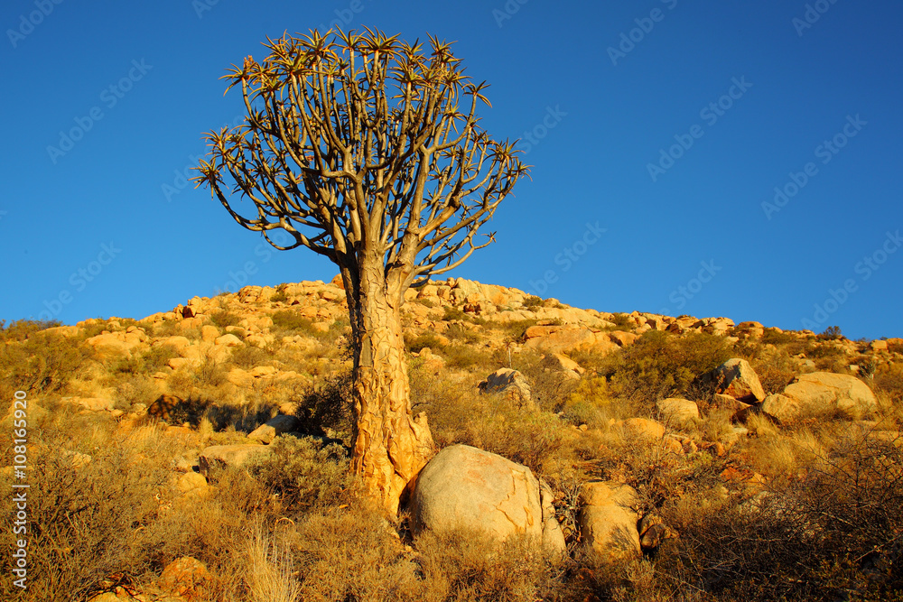 Drzewo kołczanowe ( Aloe dichotoma , Kokerboom ) na północy Republiki Południowej Afryki - obrazy, fototapety, plakaty 