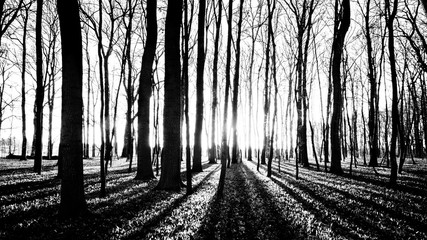 shadows of trees in spring forest