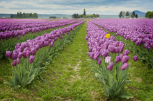 Skagit Valley Tulips. Every Spring Hundreds Of Thousands Of People Come To Enjoy The Celebration Of Spring As Millions Of Tulips Burst Into Bloom In This Area Of Western Washington State.