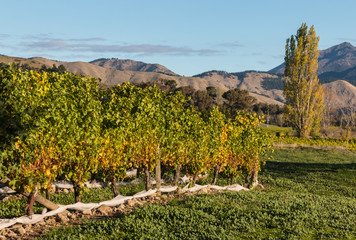 vineyard with poplar tree in background