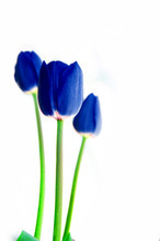 Blue Tulip Flower On White Background