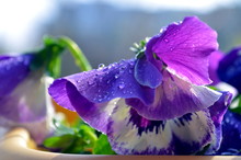 Macro Purple Primrose With Raindrop