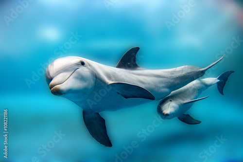 Plakaty delfiny  matka-delfinow-i-ciele-pod-woda-patrzac-na-ciebie