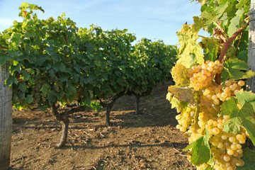 Wall Mural - Vignoble charentais