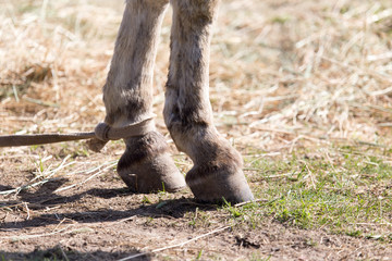 the horse's hooves on the nature