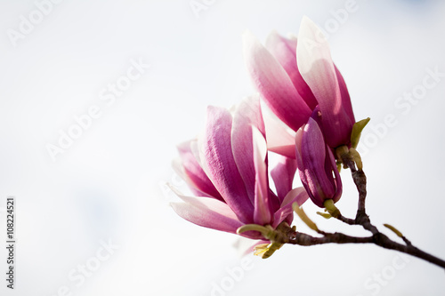 saucer-magnolia-magnolia-x-soulangeana