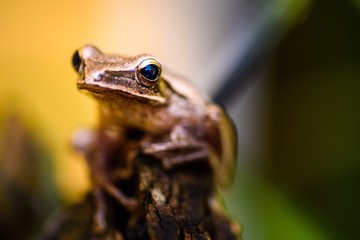 toad atmy garden