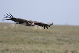 Fototapeta Sawanna - Lappet face vulture overflying Serengeti plains in Tanzania