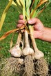 Freshly dug garlic plants