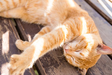 Close Up Of Orange Cat Face Stretching Lie On Wood Bench Background With Sunlight