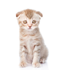 Poster - Tiny tabby kitten looking at camera. isolated on white backgroun