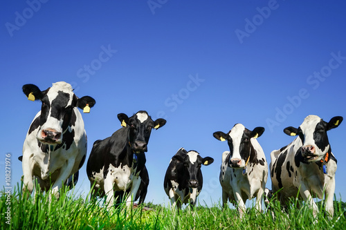 Obraz krowa  piec-krow-rasy-holsztynskiej-na-pastwisku-zabie-oko