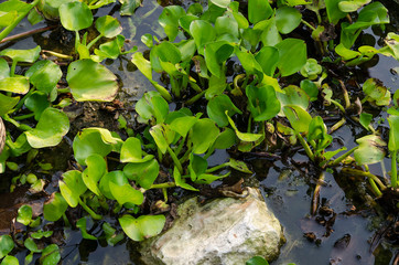 Wall Mural - water hyacinth
