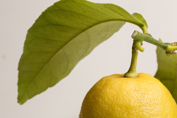 Lemon, stem end with leaf, close up