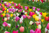 Fototapeta Tulipany - Tulpenblüte