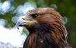 © ematveeva - Head of eagle