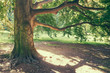magnificent ancient oak
