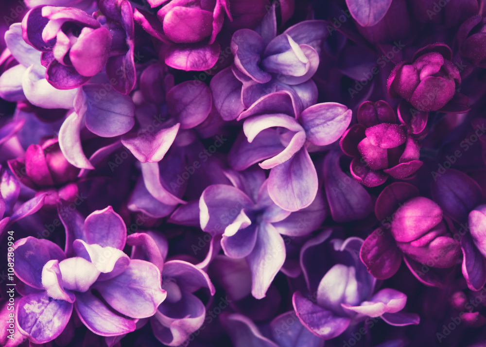 Lilac flowers background - obrazy, fototapety, plakaty 