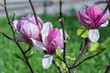 Kwiaty magnolii 