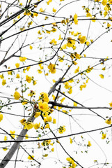 Yellow flower on tree isolated on white sky