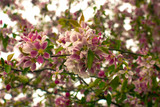 Fototapeta Las - Flowering trees in the spring.