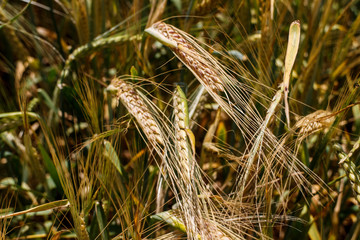 wheat field