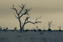 Landscape With Dead Tree In Kruger National Park Artistic Conver