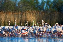 Flock Of Flamingos In Water