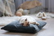 © Africa Studio - Color-point cat lying on a pillow in living room