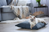 Fototapeta Koty - Color-point cat lying on a pillow in living room