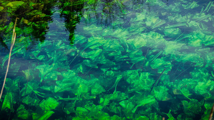 Naklejka na meble Abstract texture and pattern of green plants under the water